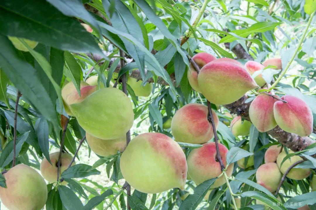 亲农好物｜翁源鹰嘴桃，好吃“桃”不掉！！