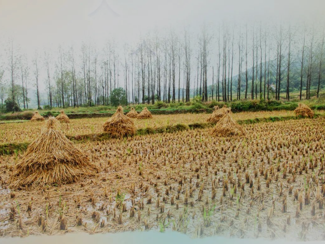 肥土不废，，沃土“搬家”